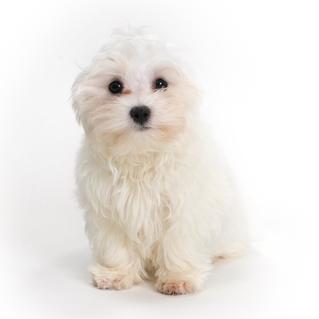 Traveler the Maltese puppy for sale