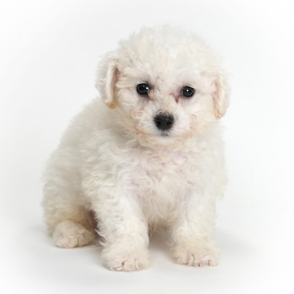 Xylo the Bichon Frise puppy for sale