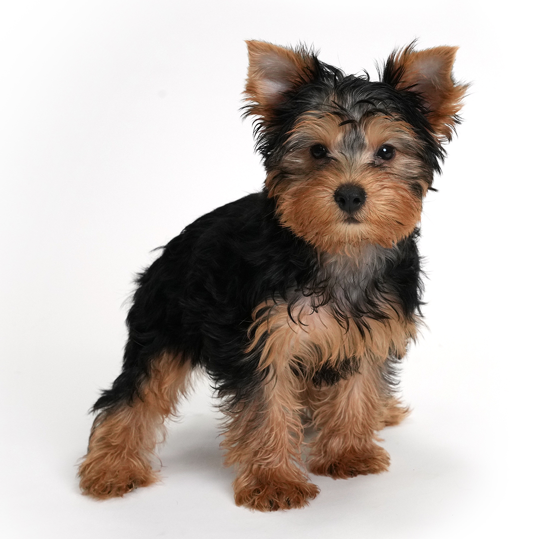 Ember the Yorkie puppy for sale