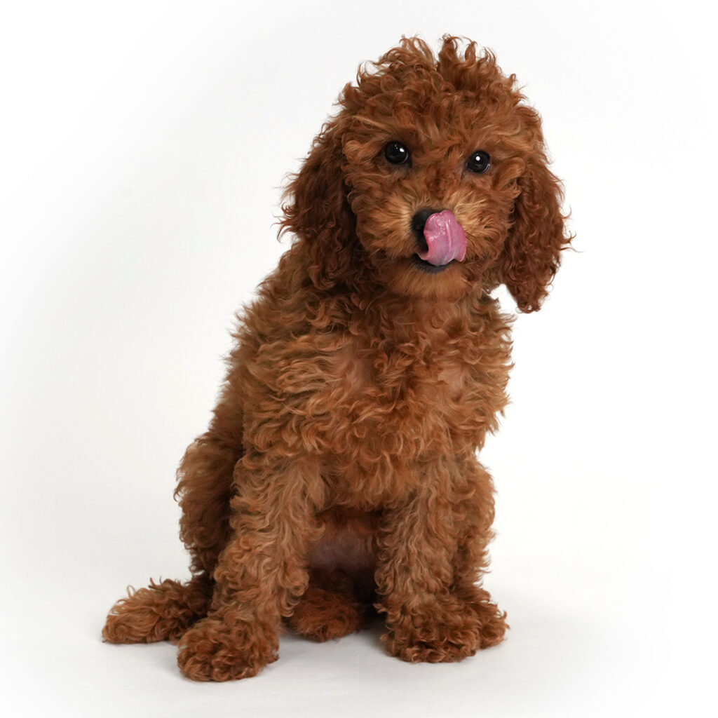 Finn the Poodle in pembroke pines