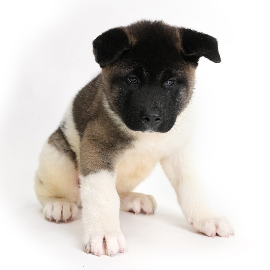 Jordan the Akita