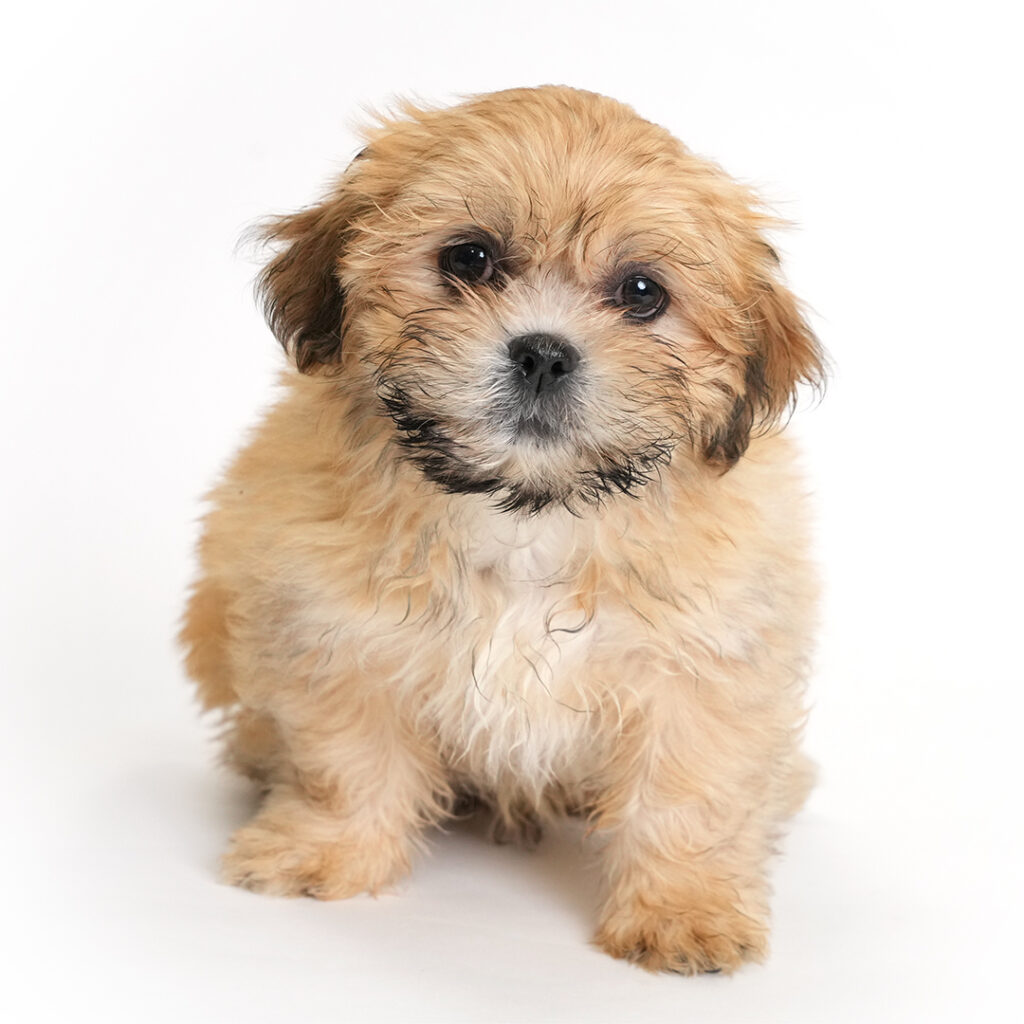 Clay the Lhasa Apso puppy