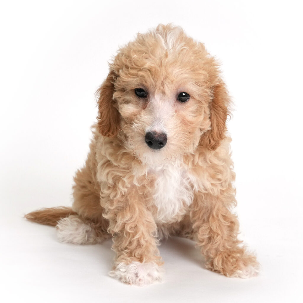 Sydney the Bichonpoo puppy