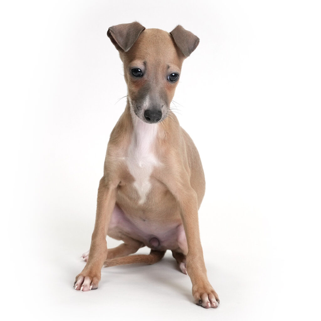 Xen the Italian Greyhound puppy
