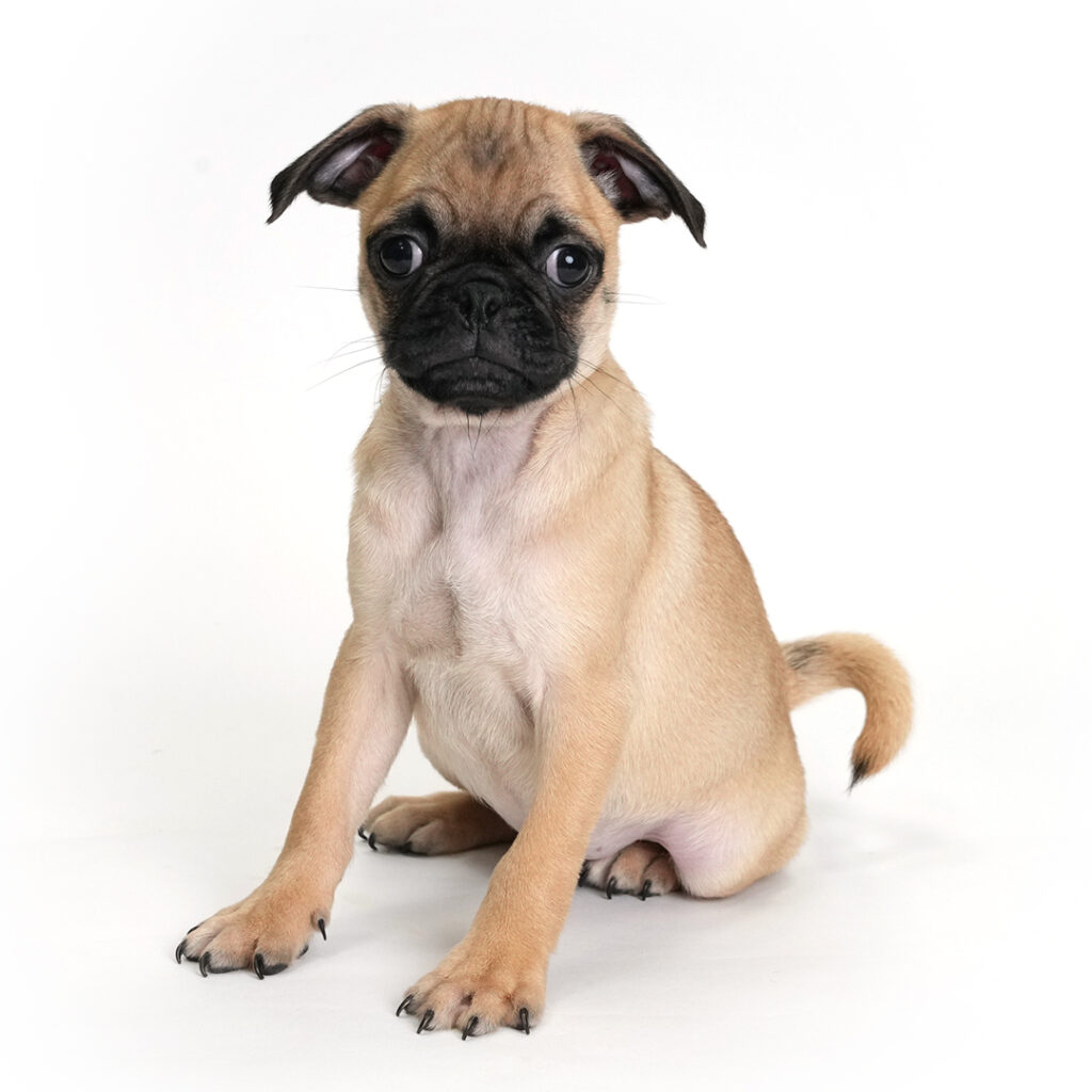 Marble the Pug puppy
