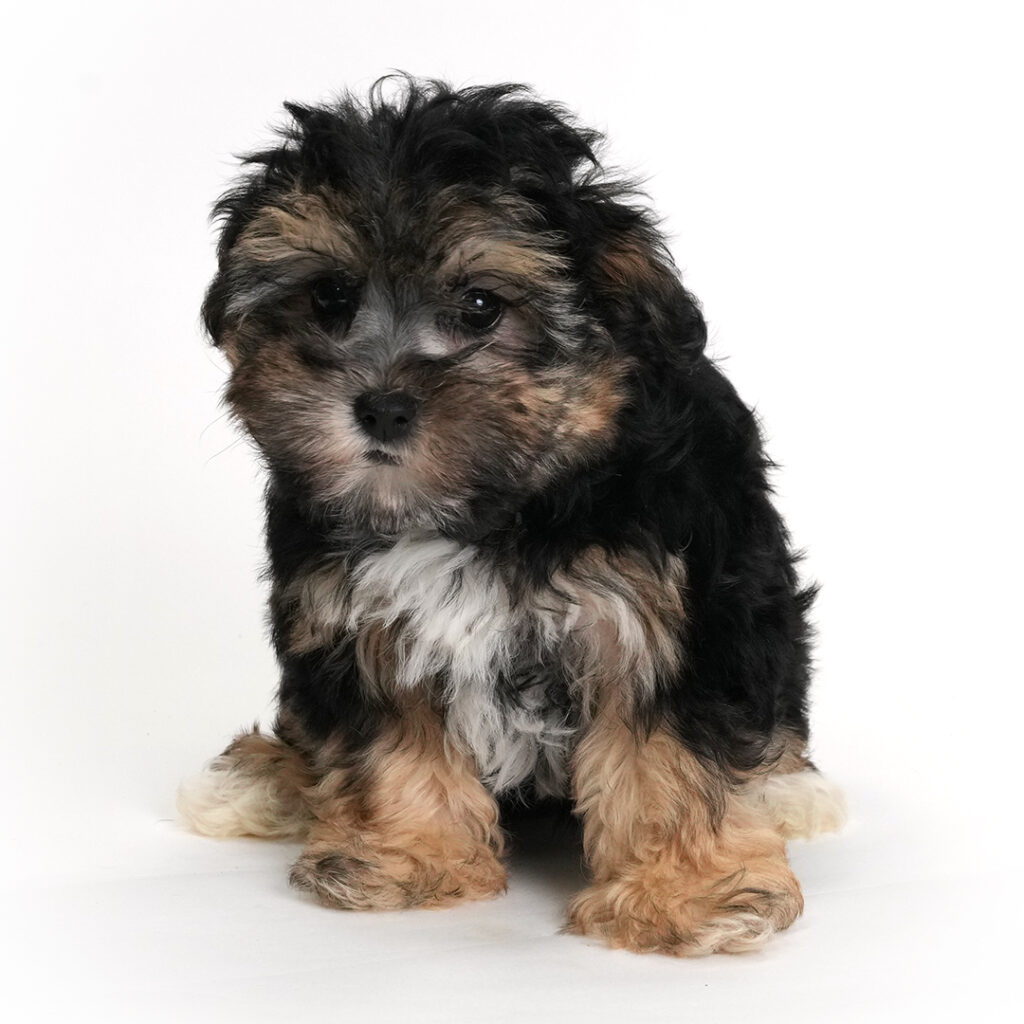 Sunbeam the Schnorkie puppy