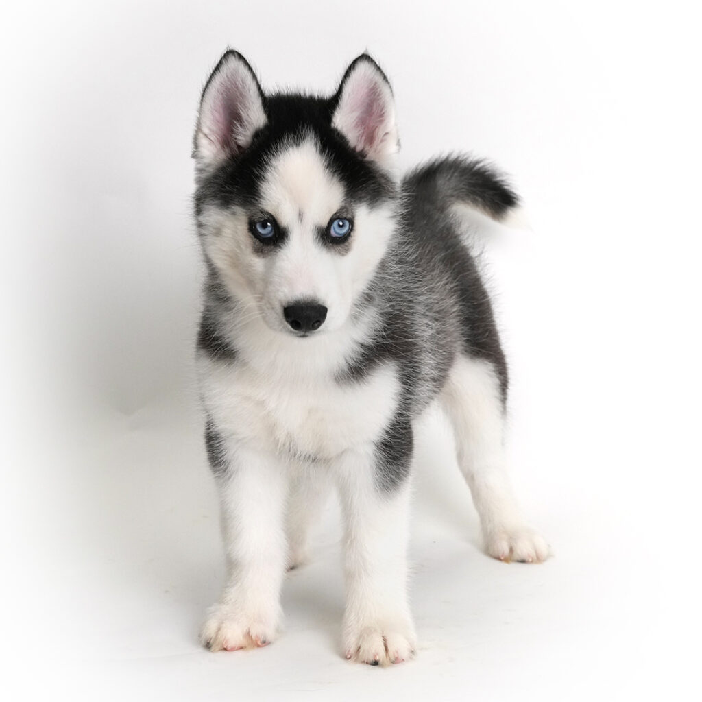 Branch the Siberian Husky