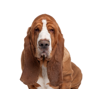 Basset-Hound