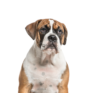 Petland Pembroke Pines Bea-Bull
