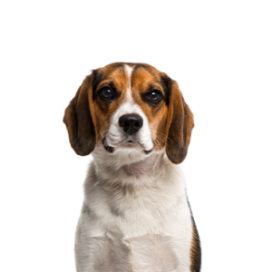 Petland Pembroke Pines Beagle