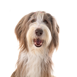 Bearded-Collie