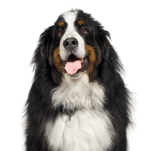 Bernese-Mountain-Dog