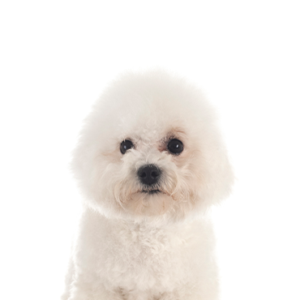 Bichon-Frise