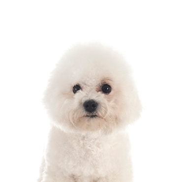 Bichon-Frise