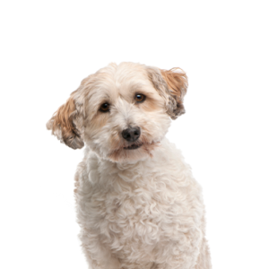 Petland Pembroke Pines Bichon Poo