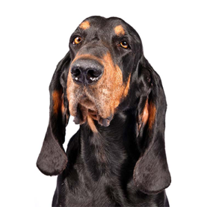 Petland Pembroke Pines Black and Tan Coonhound
