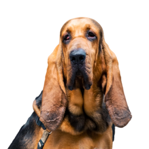 Petland Pembroke Pines Bloodhound