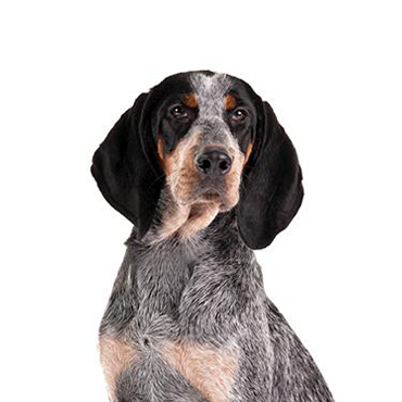 Bluetick-Coonhound