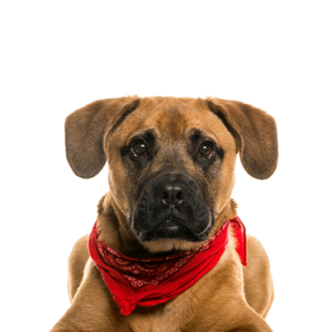 Petland Pembroke Pines Boggle