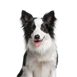 Border-Collie