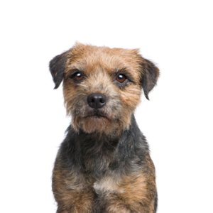 Border-Terrier
