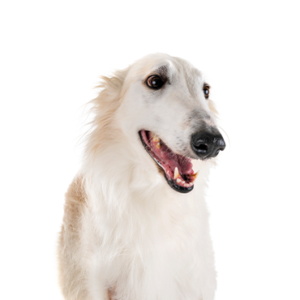 Petland Pembroke Pines Borzoi