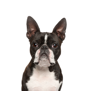Boston-Terrier