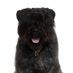 Petland Pembroke Pines Bouvier des Flandres