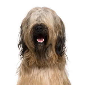 Petland Pembroke Pines Briard
