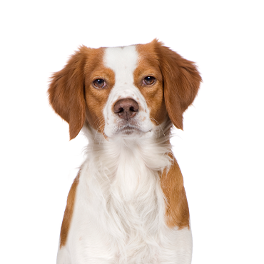 Brittany-Spaniel