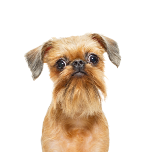 Brussels-Griffon