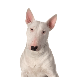 Bull-Terrier