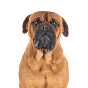 Petland Pembroke Pines Bullmastiff