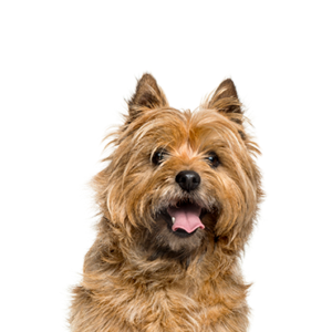 Petland Pembroke Pines Cairn Terrier