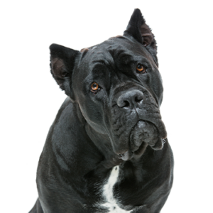 Cane-Corso