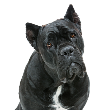Cane-Corso