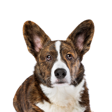 Cardigan-Welsh-Corgi