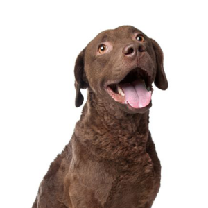 Chesapeake-Bay-Retriever