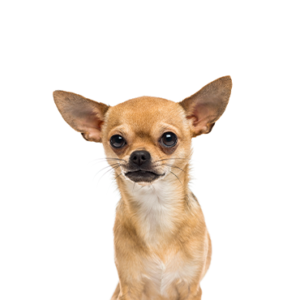 Petland Pembroke Pines Chihuahua