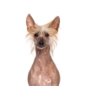 Chinese-Crested