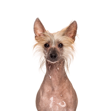 Chinese-Crested