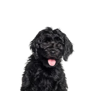 Petland Pembroke Pines Cockapoo