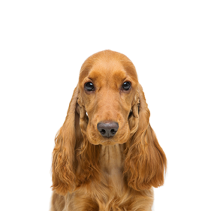 Petland Pembroke Pines Cocker Spaniel