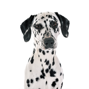Petland Pembroke Pines Dalmatian