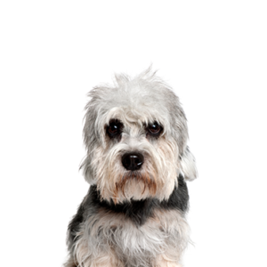 Dandie-Dinmont-Terrier