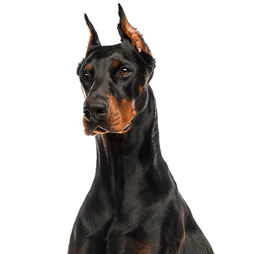 Doberman-Pinscher