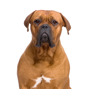Dogue-de-Bordeaux