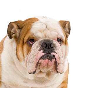English-Bulldog