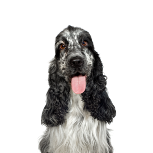 Petland Pembroke Pines English Cocker Spaniel