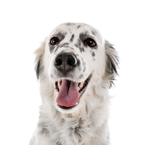 English-Setter